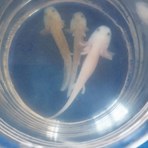 Vente bébés axolotls