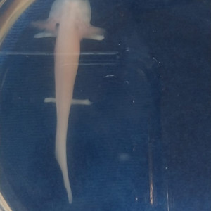 Vente bébés axolotls