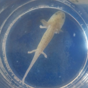 Vente bébés axolotls