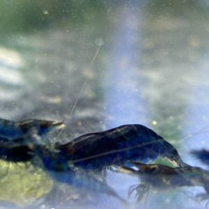 Neocaridina Blue Dream