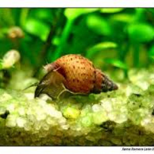 Escargots Granifera Tarebia blacks