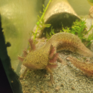 Axolotl adulte a placer différentes couleurs