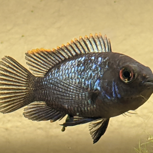 Seul ou en lot : cichlidé Acara bleu électrique ( Andinoacara pulcher )