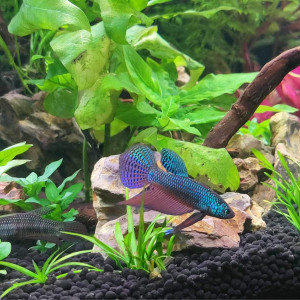 Betta spendens et sauvage