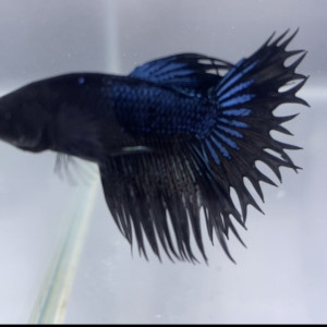 Betta spendens et sauvage