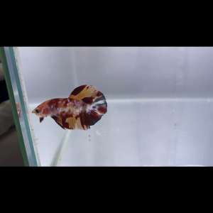 Betta spendens et sauvage