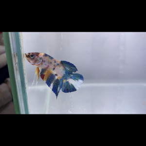 Betta spendens et sauvage