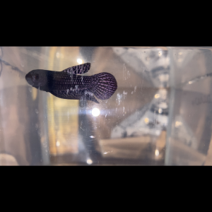 Betta spendens et sauvage