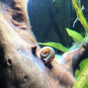 Don planorbe rouge et brun pour aquarium eau douce