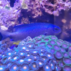 Poissons recifaux