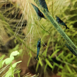 Néocaridina bleue