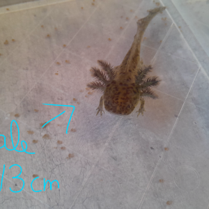 Vente jeune axolotl