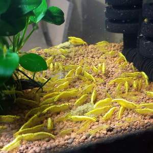 Crevette yellow néon eau du robinet