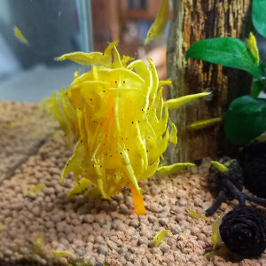 Crevette yellow néon eau du robinet