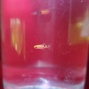 Bébé platy