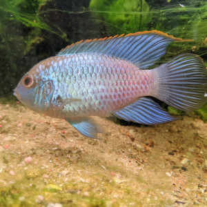 Mâle cichlidé nain à oeil d'or adulte, nannacara anomala blue neon