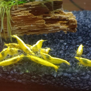 crevettes yellows néon sur sable noir