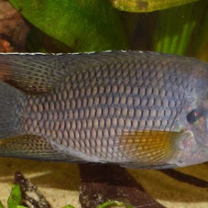 Tilapia joka mâle