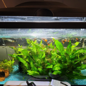 Vente de 2 aquariums avec plus d'une cinquantaine de guppys de tous âges dans chacun d'entre eux