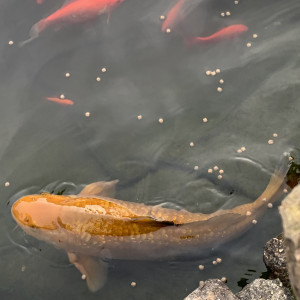 Plusieurs carpe koi