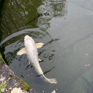 Plusieurs carpe koi