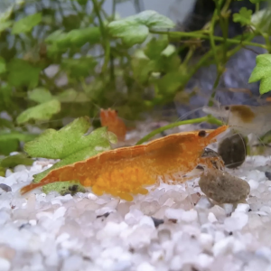 Néocaridina Orange Fire