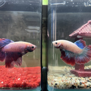 Betta