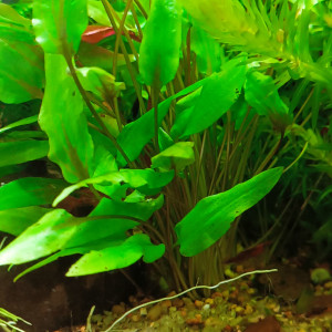 Cryptocoryne lucens