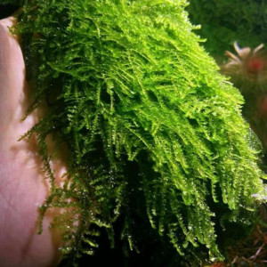 Vesicularia ferriei - Weeping Moss