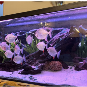 Aquarium complet avec pompes décor et lampe UV