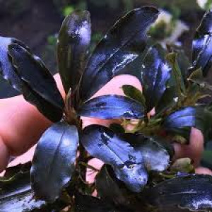 Bucephalandra Dark Blue