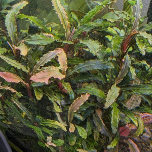Bucephalandra Velvet lead Entihong