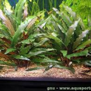 Cryptocoryne Becketii