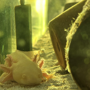 Axolotls à donner contre bons soins ?