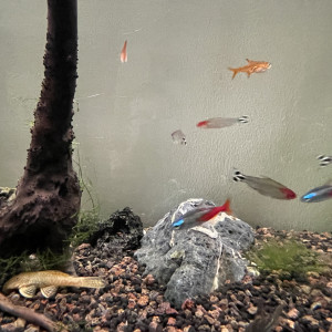 Aquarium Fluval 240 litres équipé avec sable, plantes et poissons (en option)