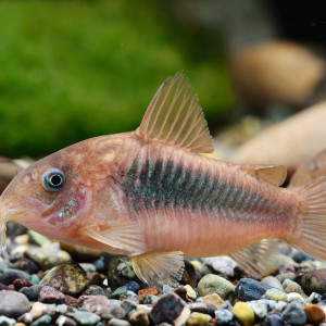 Corydoras Aeneus