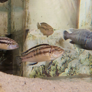 A vendre Melanochromis auratus
