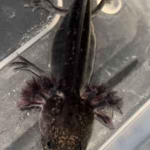 Axolotl La Rochelle Vendée Niort 17 85 79
