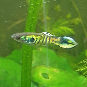 propose deux variétées de guppys endler   : tiger et blue japan