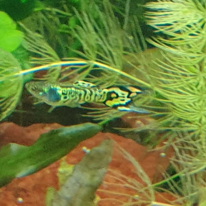 Guppy endler   : tiger et blue japan