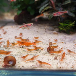 Néocaridina Orange Fire