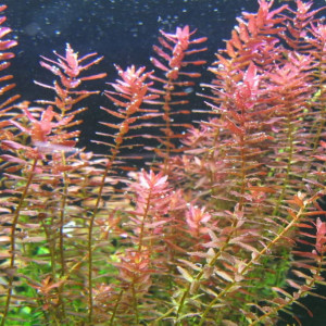 rotala rotundifolia