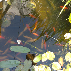 Poisson de bassin