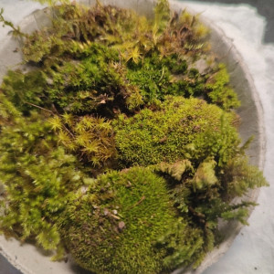 Mousses et lichens pour paludarium ou terrarium humide (échange)