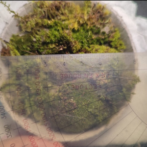 Mousses et lichens pour paludarium ou terrarium humide (échange)