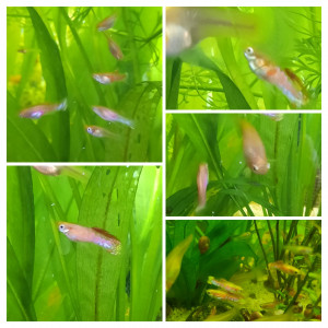 Guppy endler GINGA RUBRA