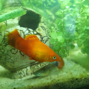 vends 5 mâles platys