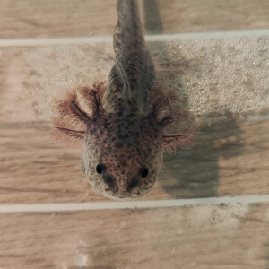 Donne jeune axolotl