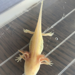 Recherche Axolotl Gold 20cm