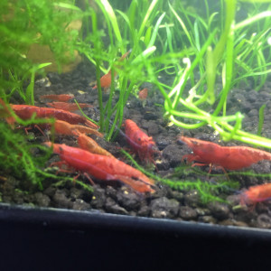 Crevettes Neocaridina Davidi Red Sakura (Sakura Red)